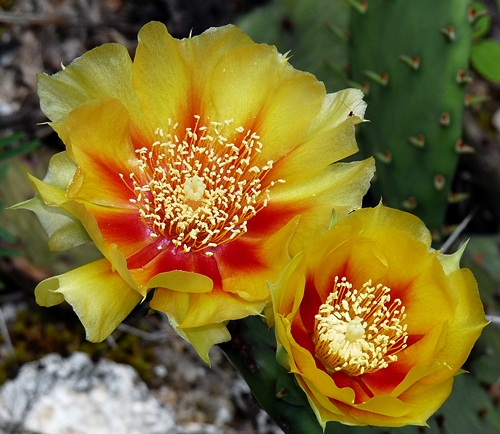 {Opuntia cespitosa}